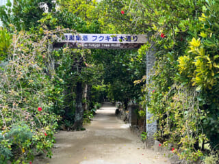 沖縄「備瀬のフクギ並木」を歩く