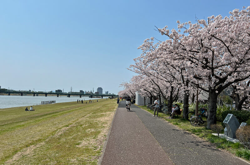 信濃川　桜