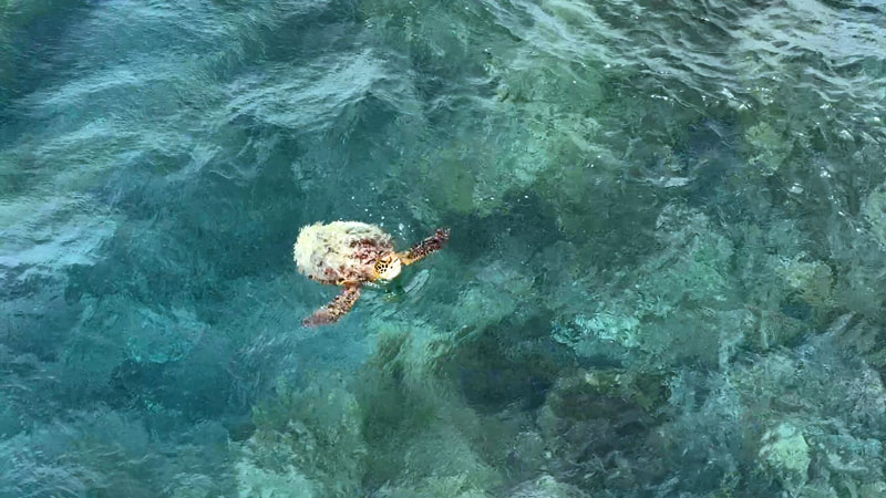 栗間大橋から見えたウミガメ