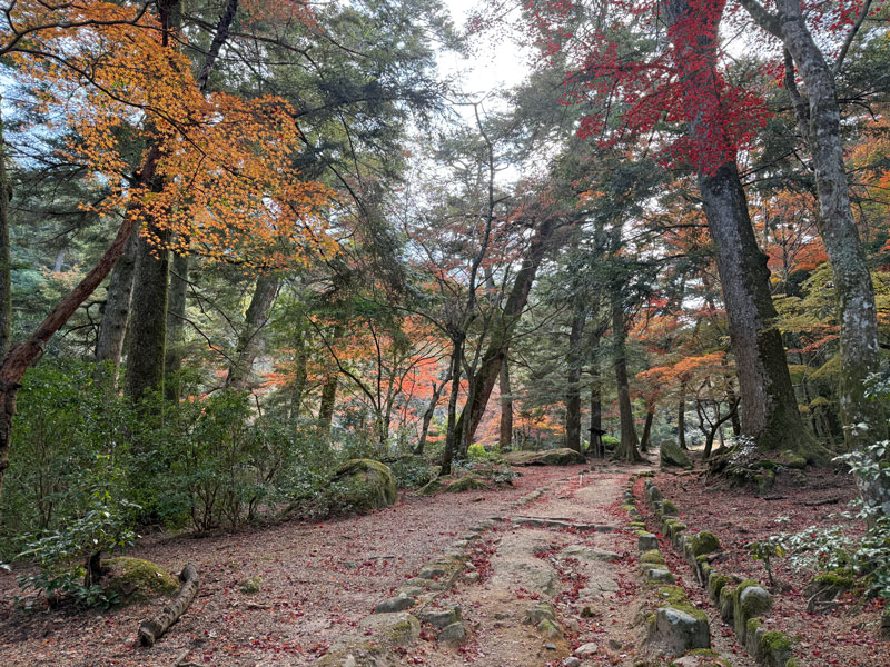 弥山 大元ルート 紅葉