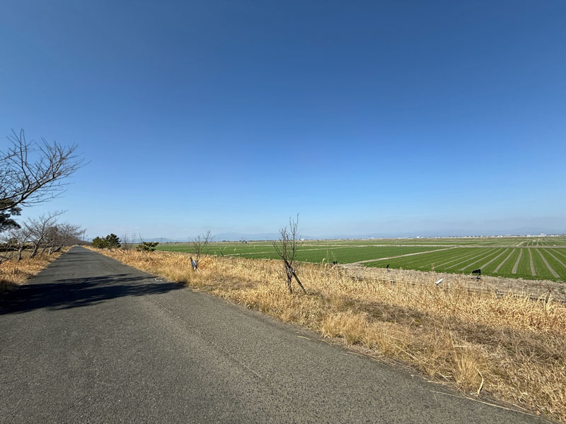 佐賀 川副さくらロード