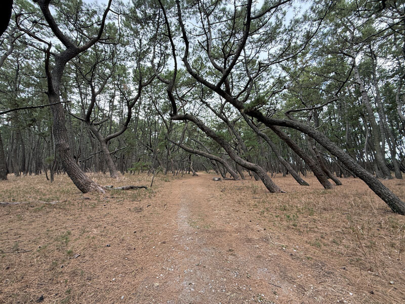 佐賀 虹の松原 散策路