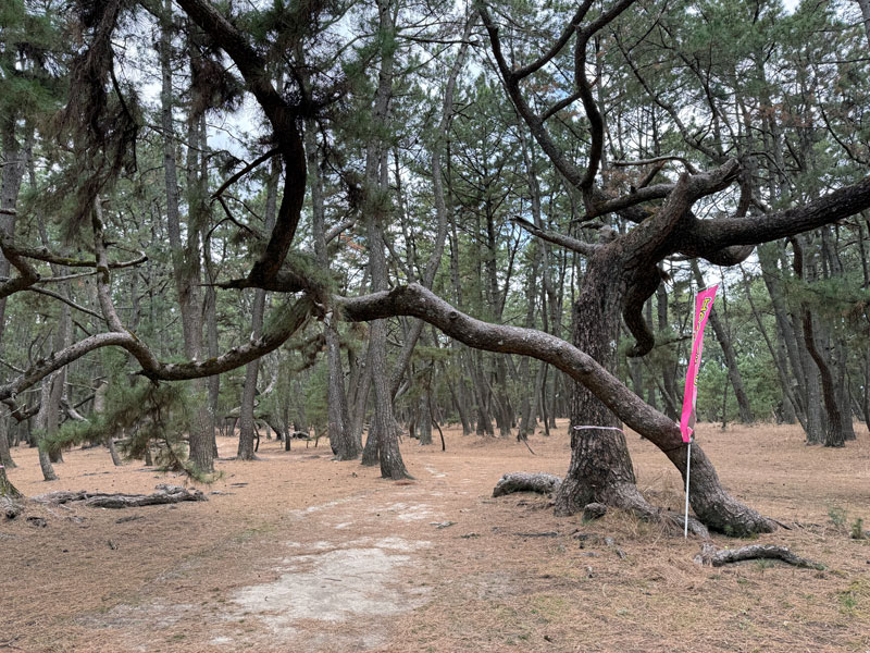 佐賀 虹の松原 散策路2