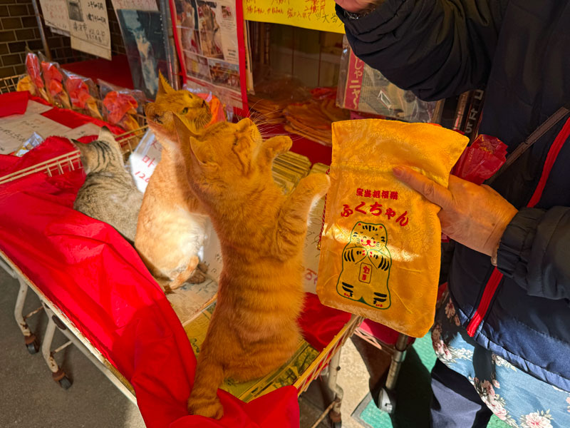 高島(佐賀) 野崎酒店 猫 ふくちゃん