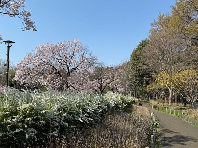環八ウォーキング 芦花公園