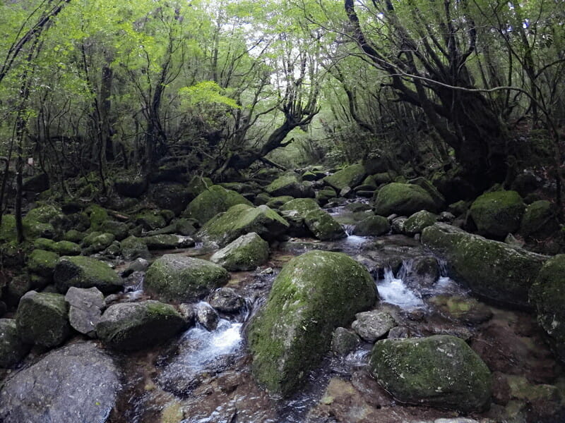 「もののけ姫」モデルとなった屋久島の白谷雲水峡「苔むす森」、幽玄な苔と巨木の世界