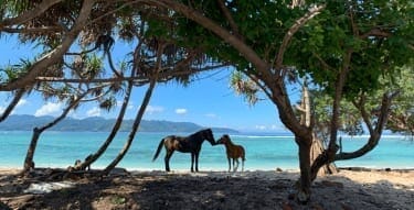 ギリ・トラワンガン島のビーチと馬